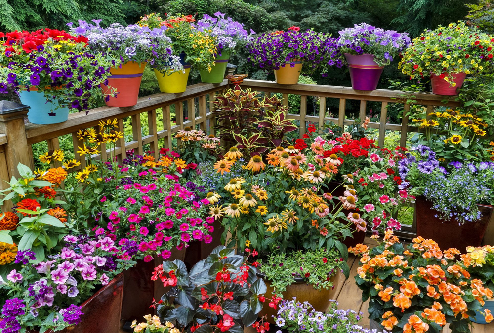 Flower and Plants